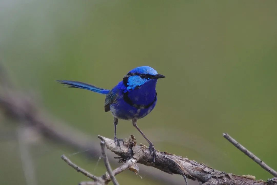 这种小蓝鸟,一年四季都会给异性送花