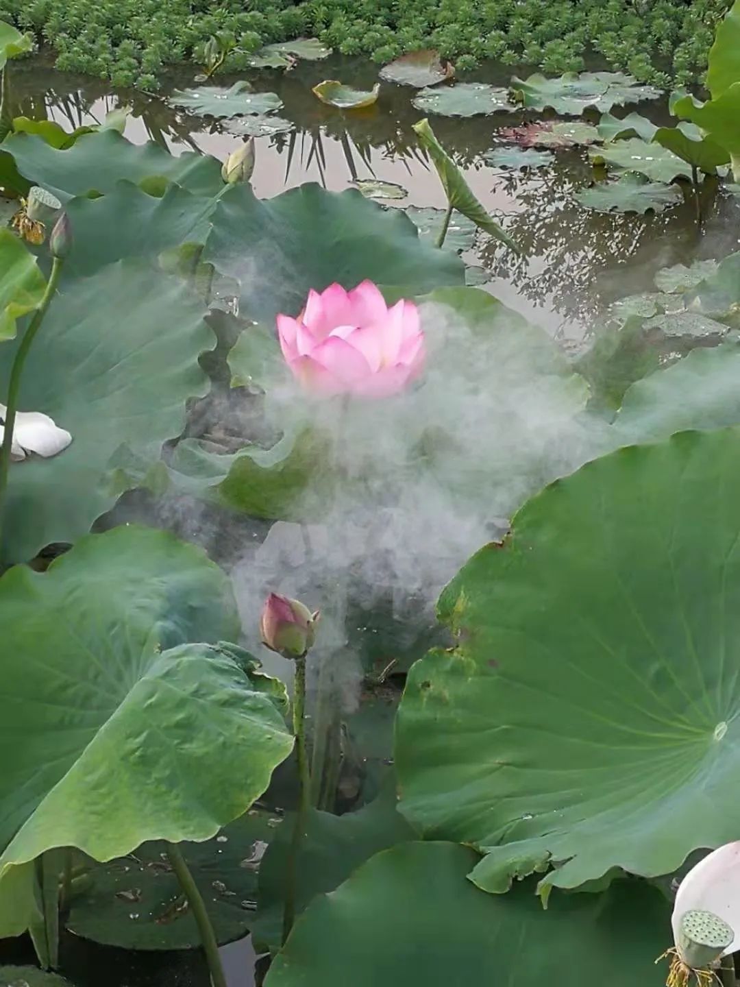 壁纸 风景 花 摄影 桌面 1080_1440 竖版 竖屏 手机