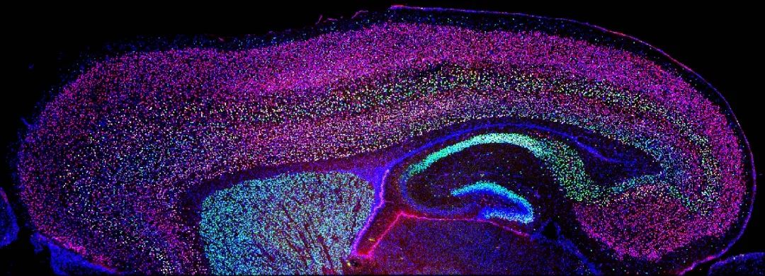 学会通知中国细胞生物学学会第十届显微摄影美图秀活动优秀作品展示
