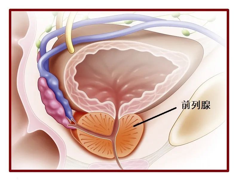 金医健康 世界男性健康日:关注这3类前列腺疾病