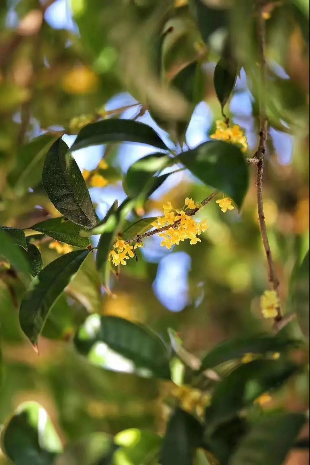 屋里厢桂花香飘进来