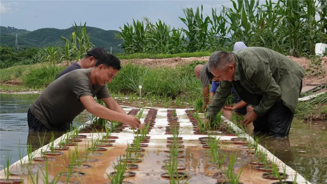 水上种稻水里养鱼西双版纳州首个稻鱼共生示范基地水稻种植成功