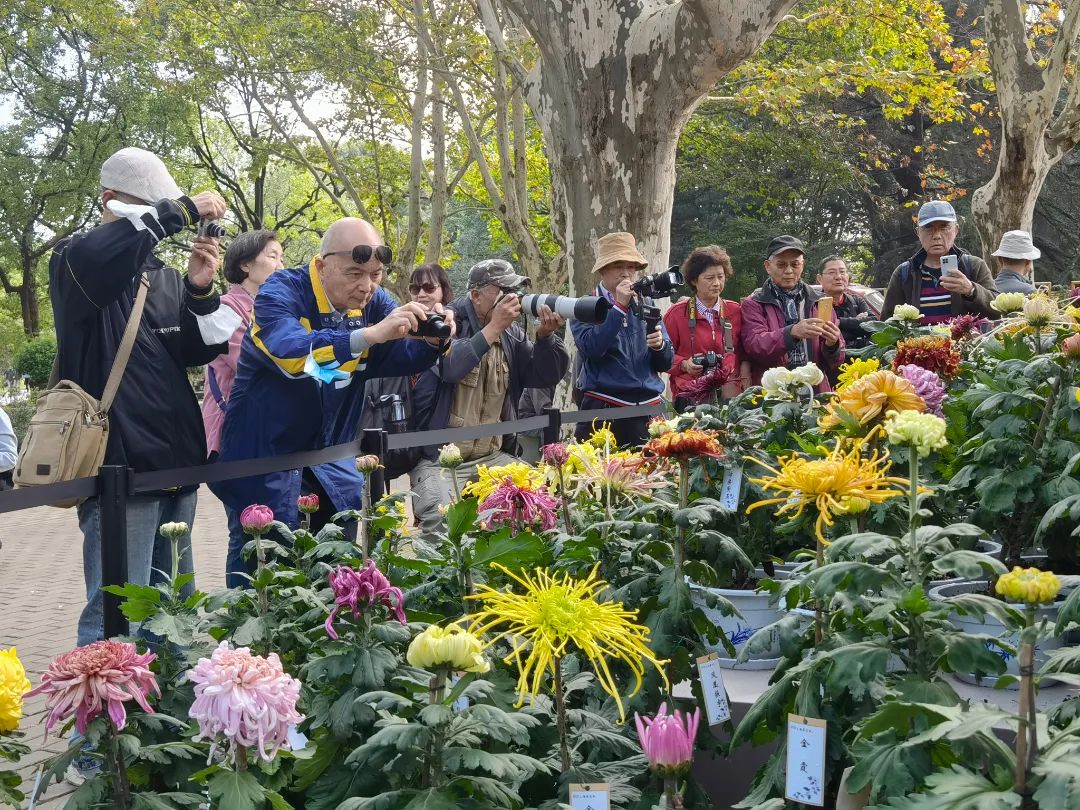 一年一度的2021上海菊花展来了赏菊正当时