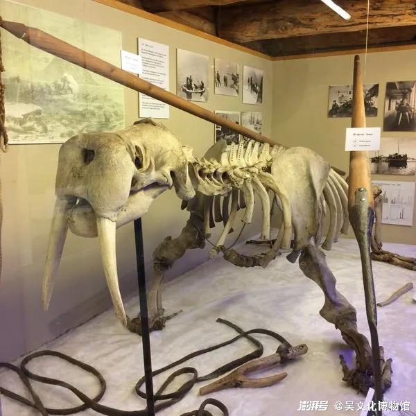 海象骨骼标本,08 polarmuseet