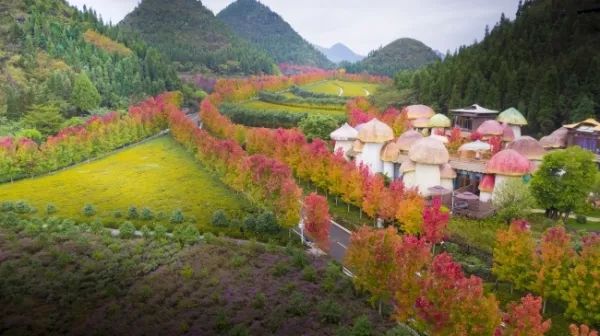 贵州醇景区秋枫似火景色如歌