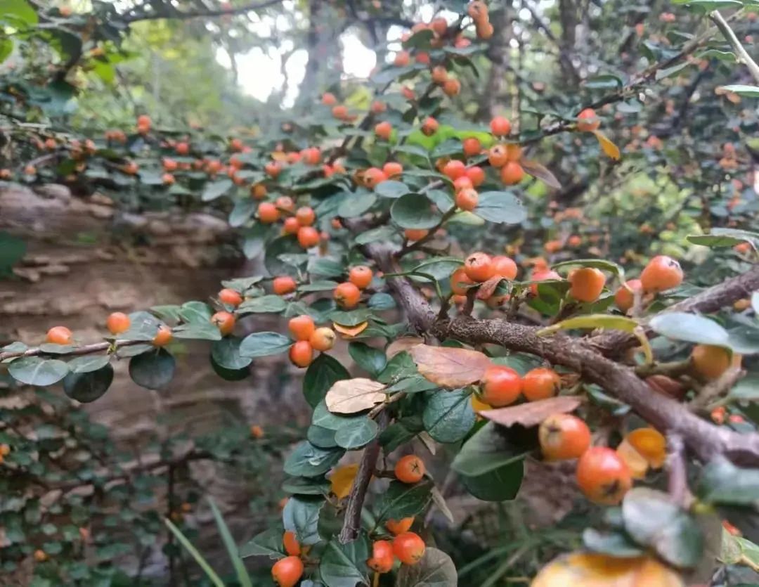 平枝栒子 cotoneaster horizontalis 蔷薇科 苹果亚科 栒子属