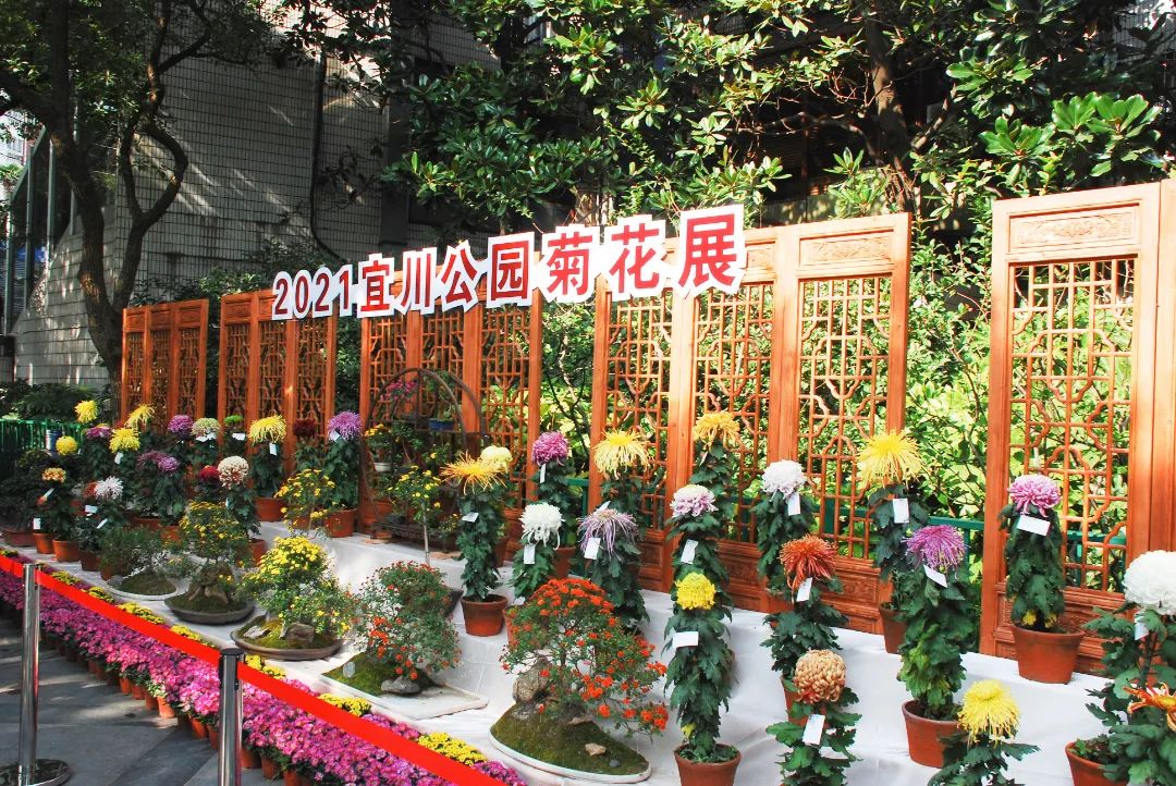 15000盆品种菊在这里展出,2021宜川公园菊花展约吗?