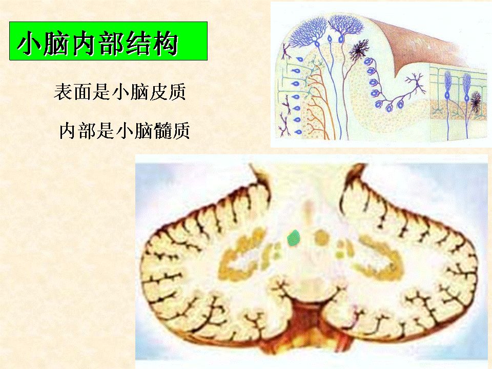 脑干小脑及间脑解剖一文教你轻松掌握