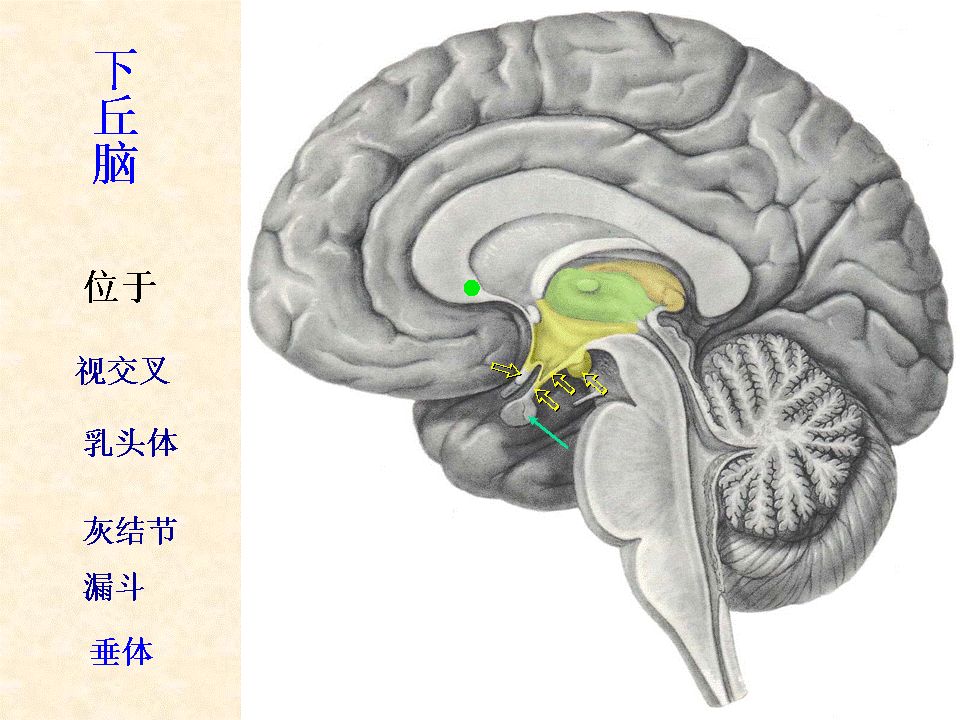 脑干小脑及间脑解剖一文教你轻松掌握