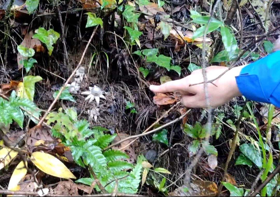 地星尘菌蘑菇的学名是geastrum triplex,它是一种尘菌,生长在一定海拔