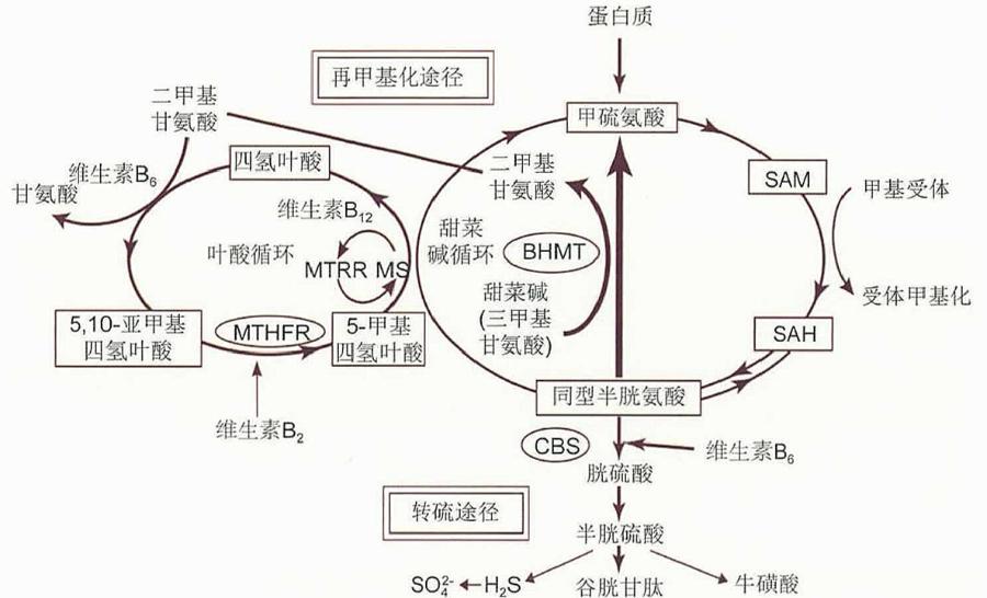 代谢途径,一种是再甲基化途径,即同型半胱氨酸在叶酸和维生素b12的