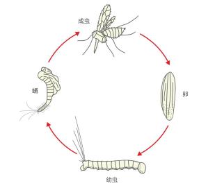 不是白领,是白蛉