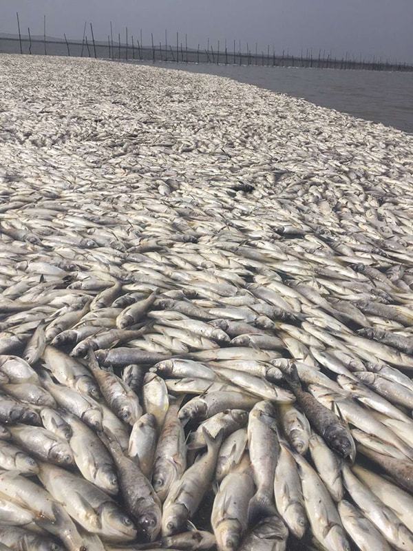 数百米广东双月湾海滩出现大面积死鱼为什么会出现大面积死鱼