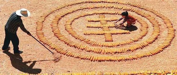 定心丸今年粮食丰收已成定局口粮绝对安全