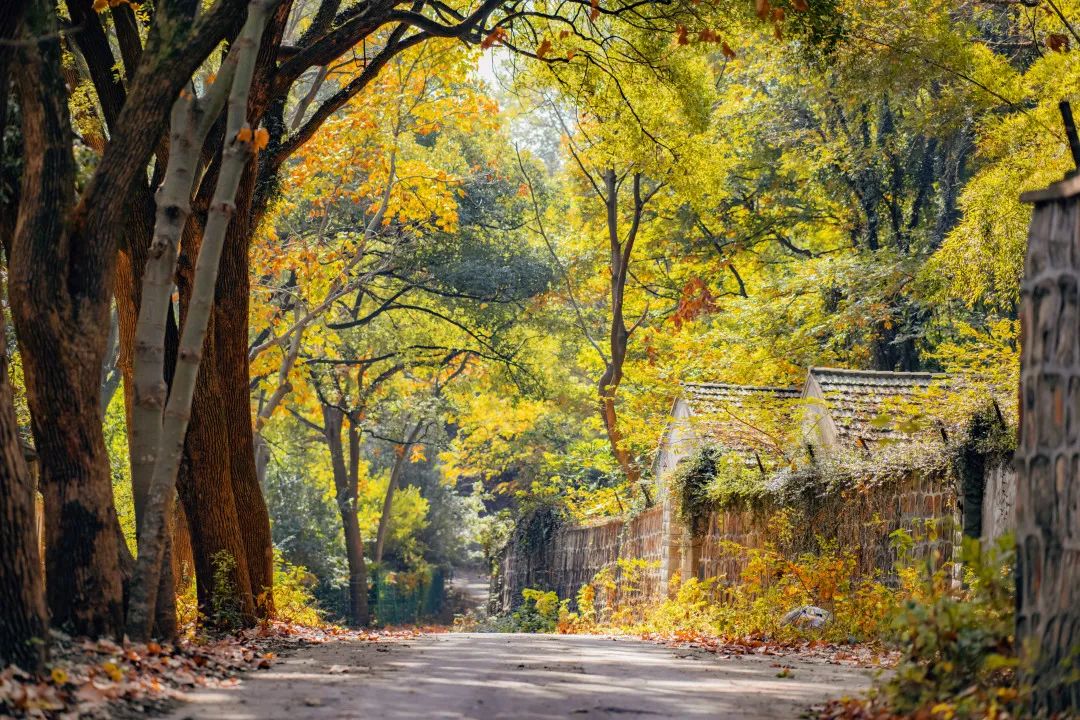 走进风景小镇佘山秋天的景致随处可见