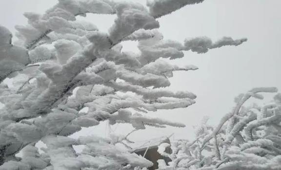 杭州下雪了明日接近0多地发布寒潮霜冻预警