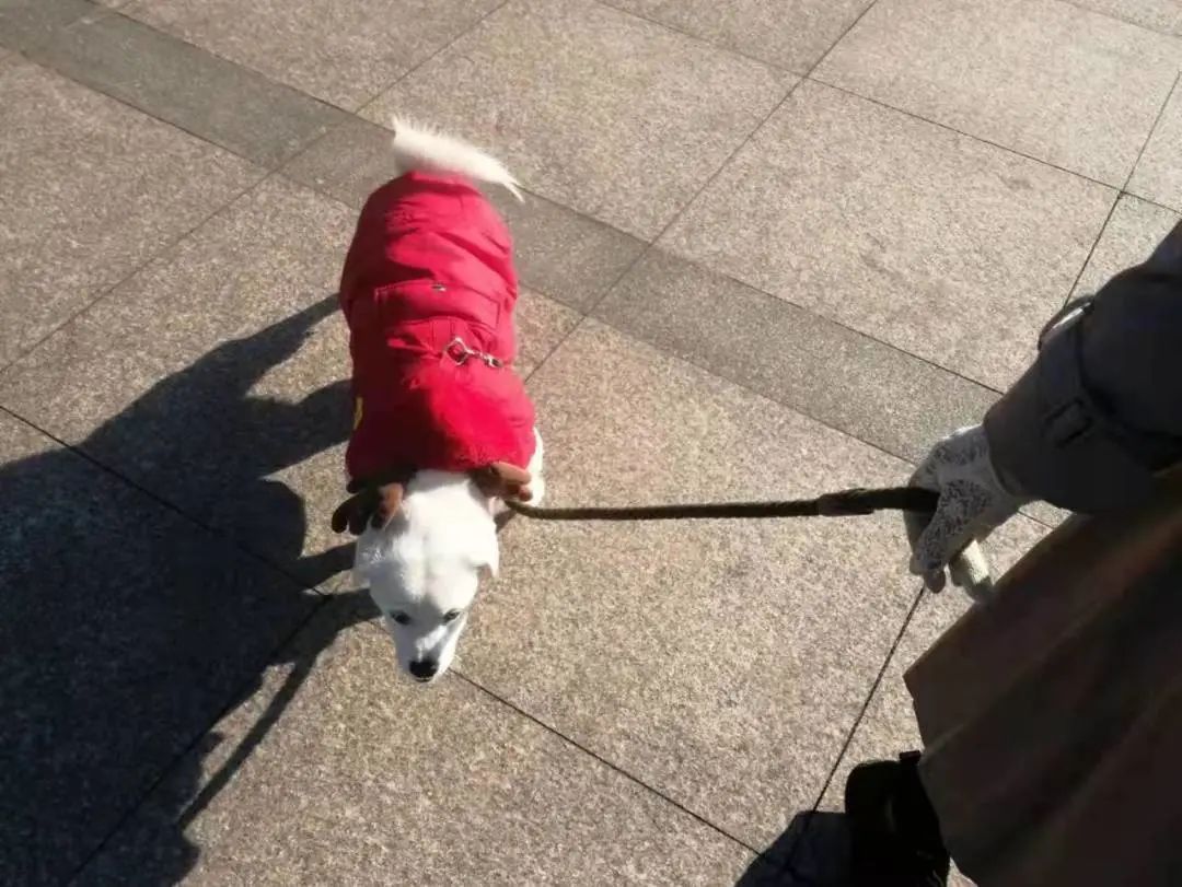 大多数市民都能做到遛狗牵绳在街道,小区,公园接下来就一起去看看吧