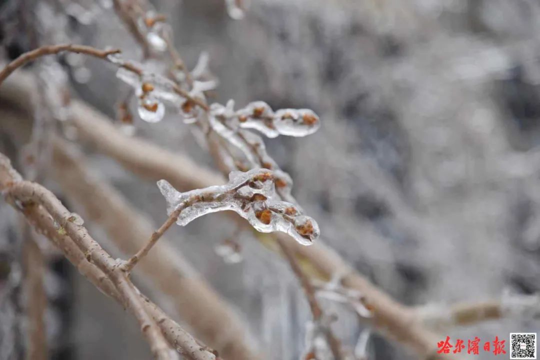 为何常在南方"转悠"的冻雨来到咱这?哈尔滨冬天会更冷