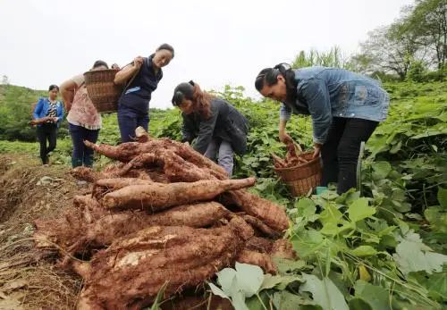 葛根小知识