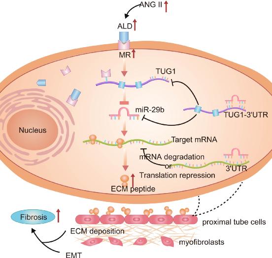 浙大傅国胜团队揭示非编码rna在盐皮质激素受体激活诱导肾脏纤维化