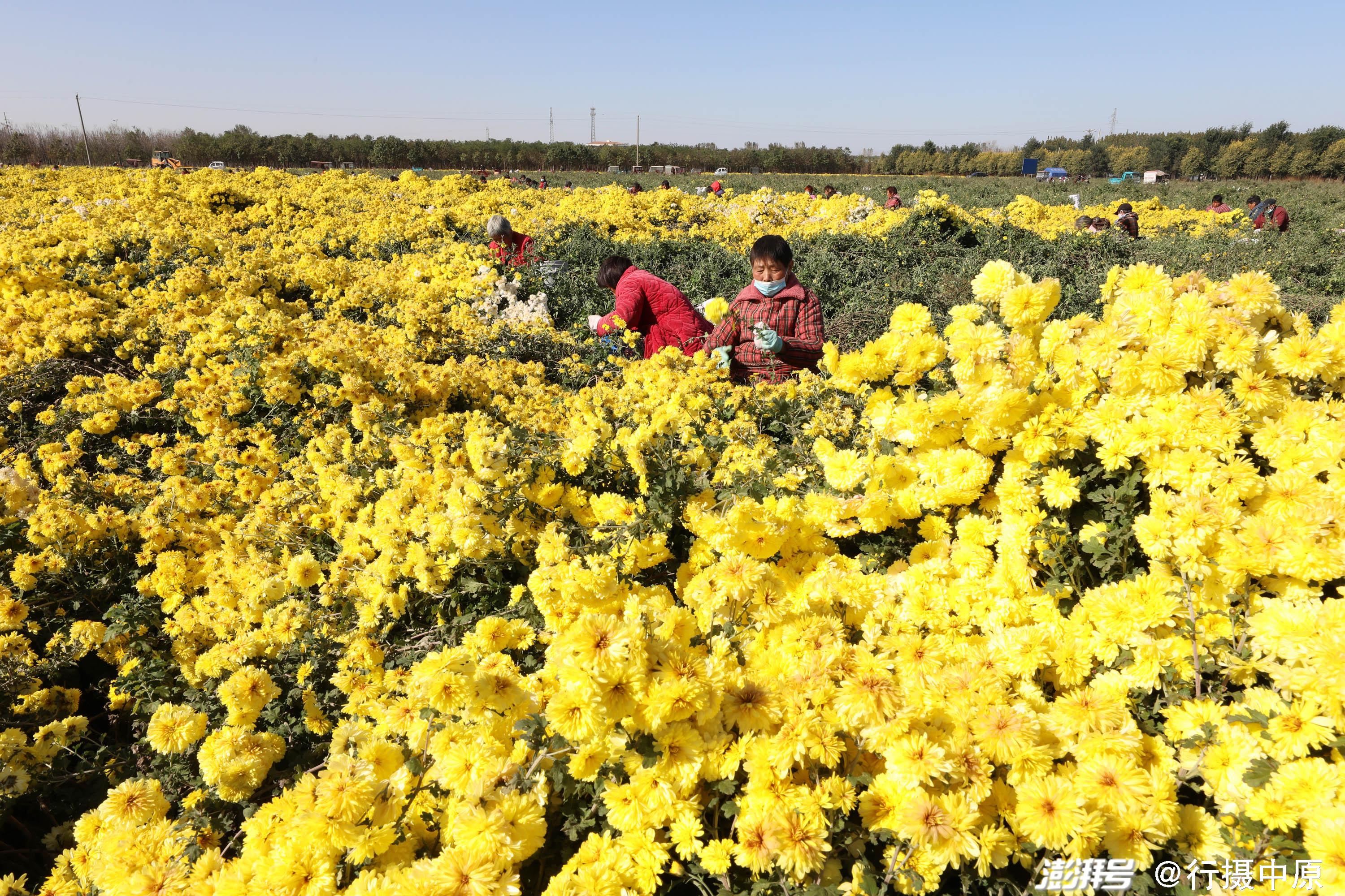 11月10日,河南省焦作市温县武德镇徐堡村村民在采收怀菊花.