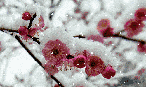 哇哦再来一波雪景图可好