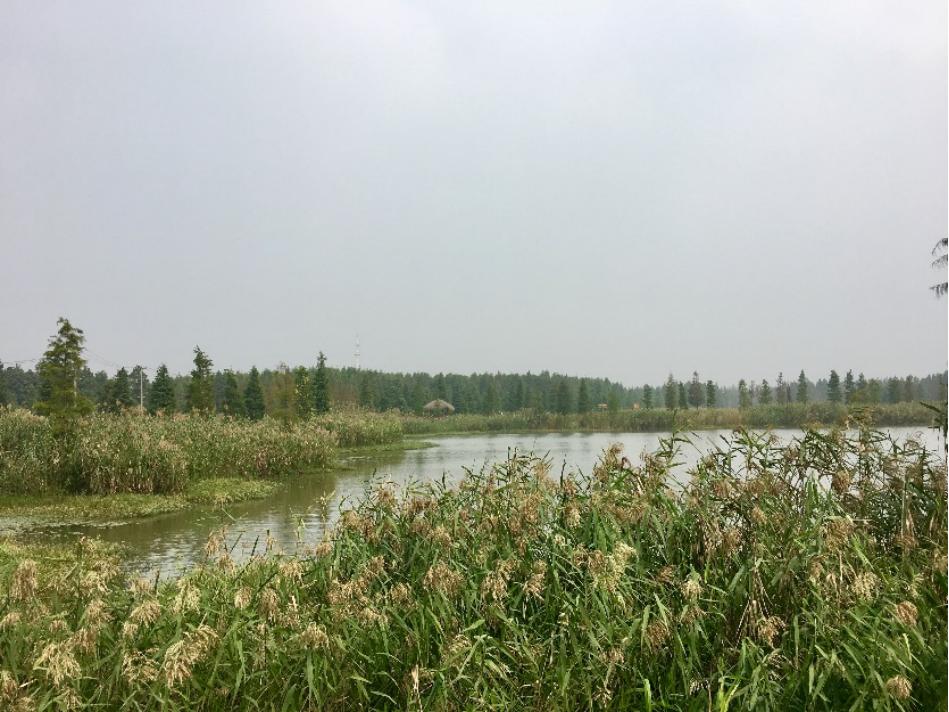 青西郊野公园主要景观有水上森林,杉林鹭影,青韵野径,湿地湾堰,水漾