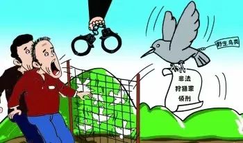 学悟抓促非法捕鸟反将自己捕进法网