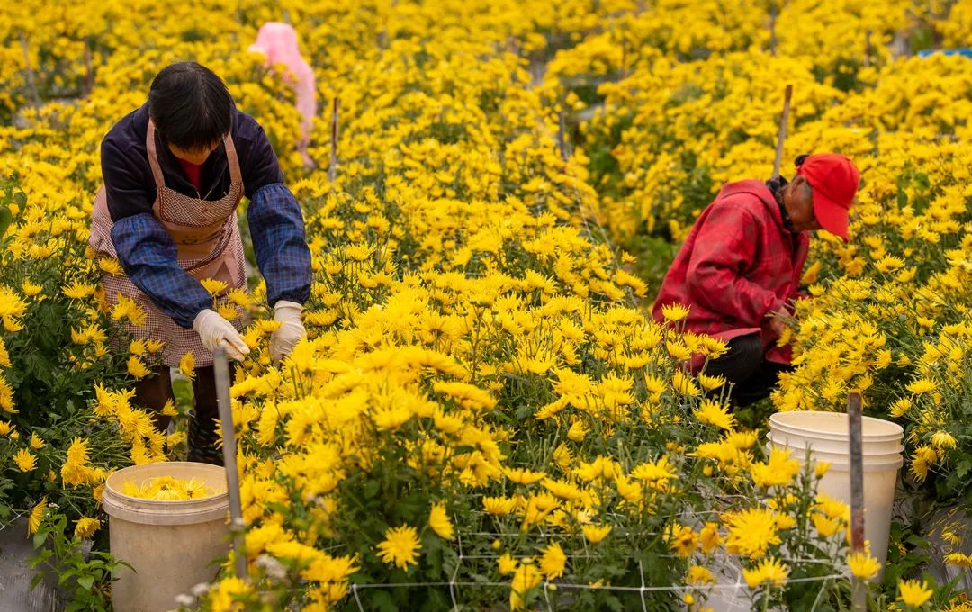 "金丝皇菊经济价值高,自二源镇流转了一批土地新建金丝皇菊种植基地