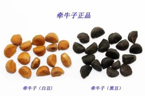 杏林e  | 牛年话牛药系列——牵牛子