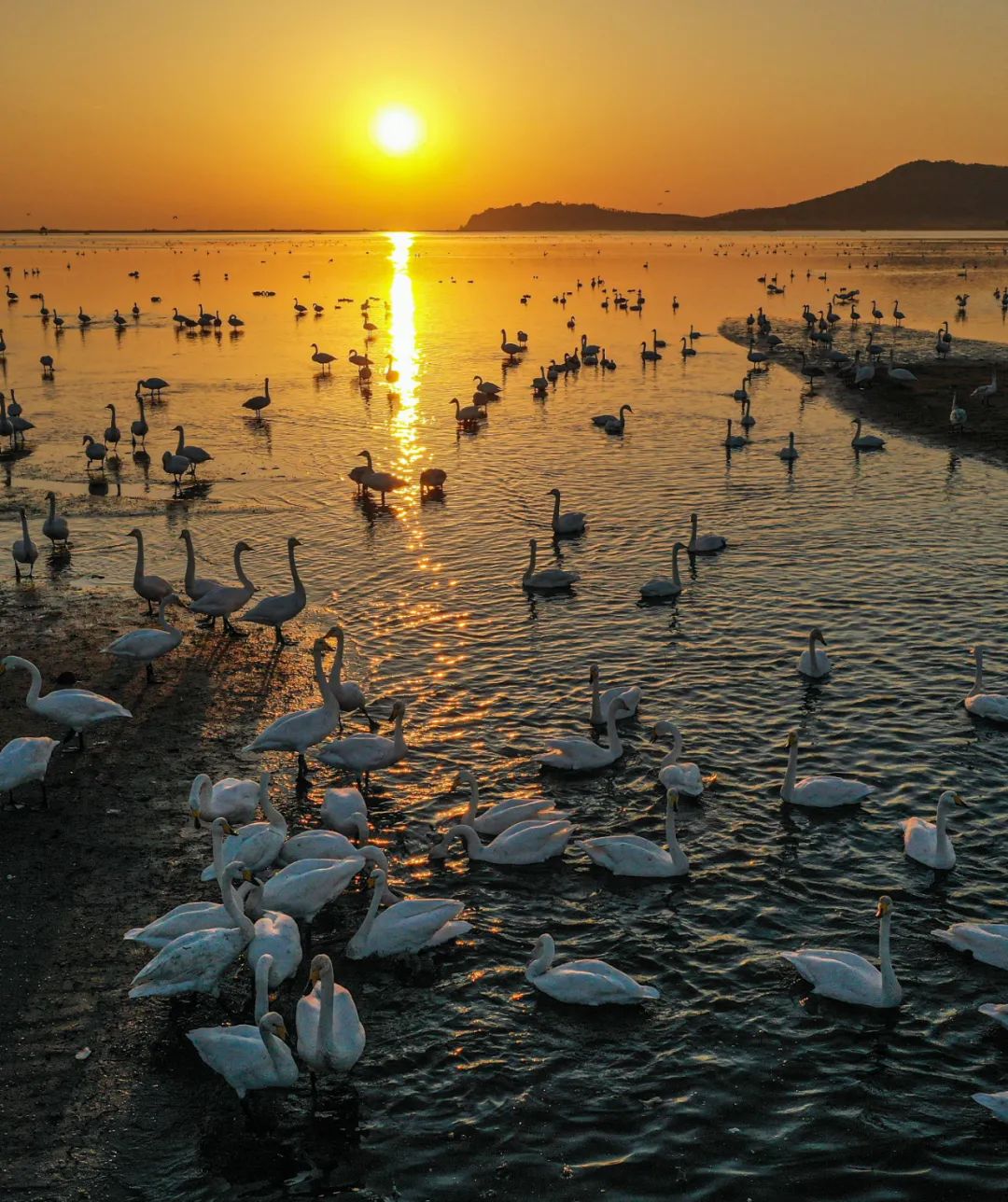 More than 6 000 whooper swans arrive in Rongcheng 澎湃号政务 澎湃新闻 The Paper