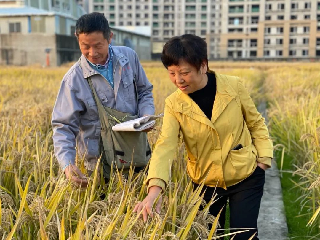 宁波种业股份有限公司依托马荣荣(左一)杂交水稻团队,培育出超级稻