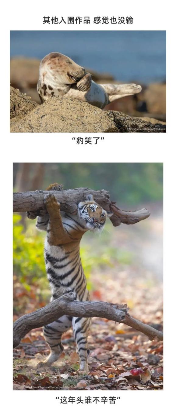 这些有趣的摄影作品2021全球野生动物搞笑摄影大赛结果出炉2021-12-06