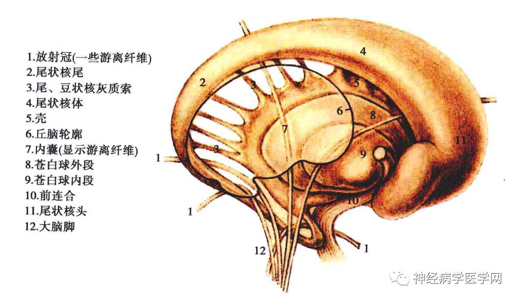 内囊,胼胝体,基底神经节…病损症状及定位诊断