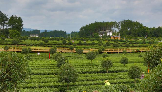 乡游黔中湄潭县龙凤村茶香风韵走进绿色心灵之旅的养生地