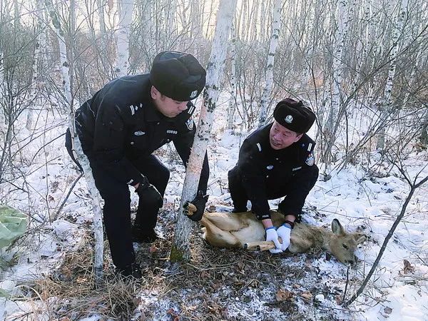 野生狍子被套住民警相救得生还