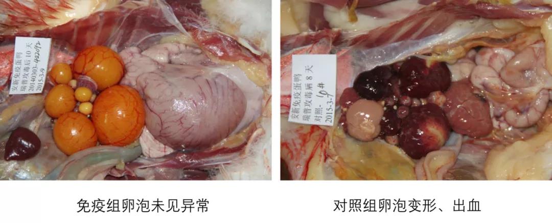 病毒阳性血清应为阳性反应,对鸭坦布苏病毒阴性血清,鸭瘟病毒阳性血清