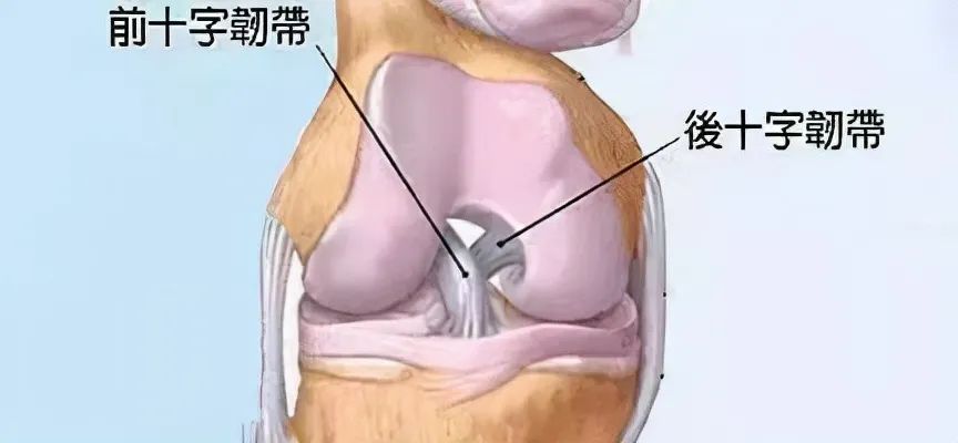 而十字韧带,也叫膝交叉韧带,位于膝关节之间,有前后两条.