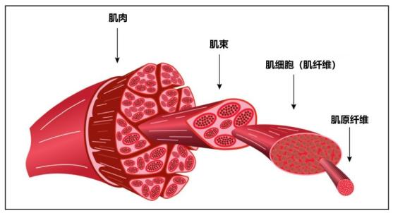 肌肉组织并不是完全没有肿瘤,比如横纹肌肉瘤就是一种具有肌肉组织