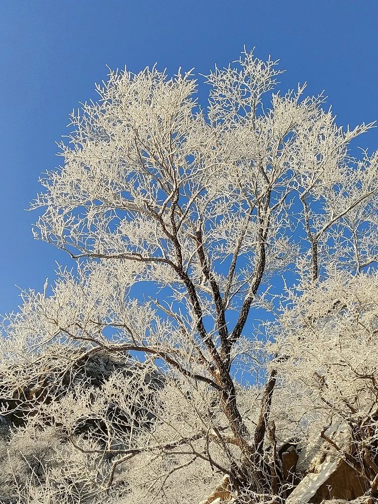 景点出现大面积雾凇景观,漫山遍野银装素裹,琼树银花宛如冰雪童话世界