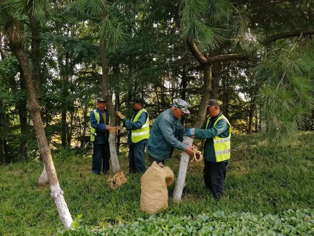 工作动态崂山区数万株景观树木安全温暖过冬