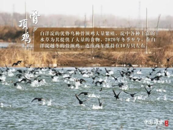 白洋淀鸟的天堂