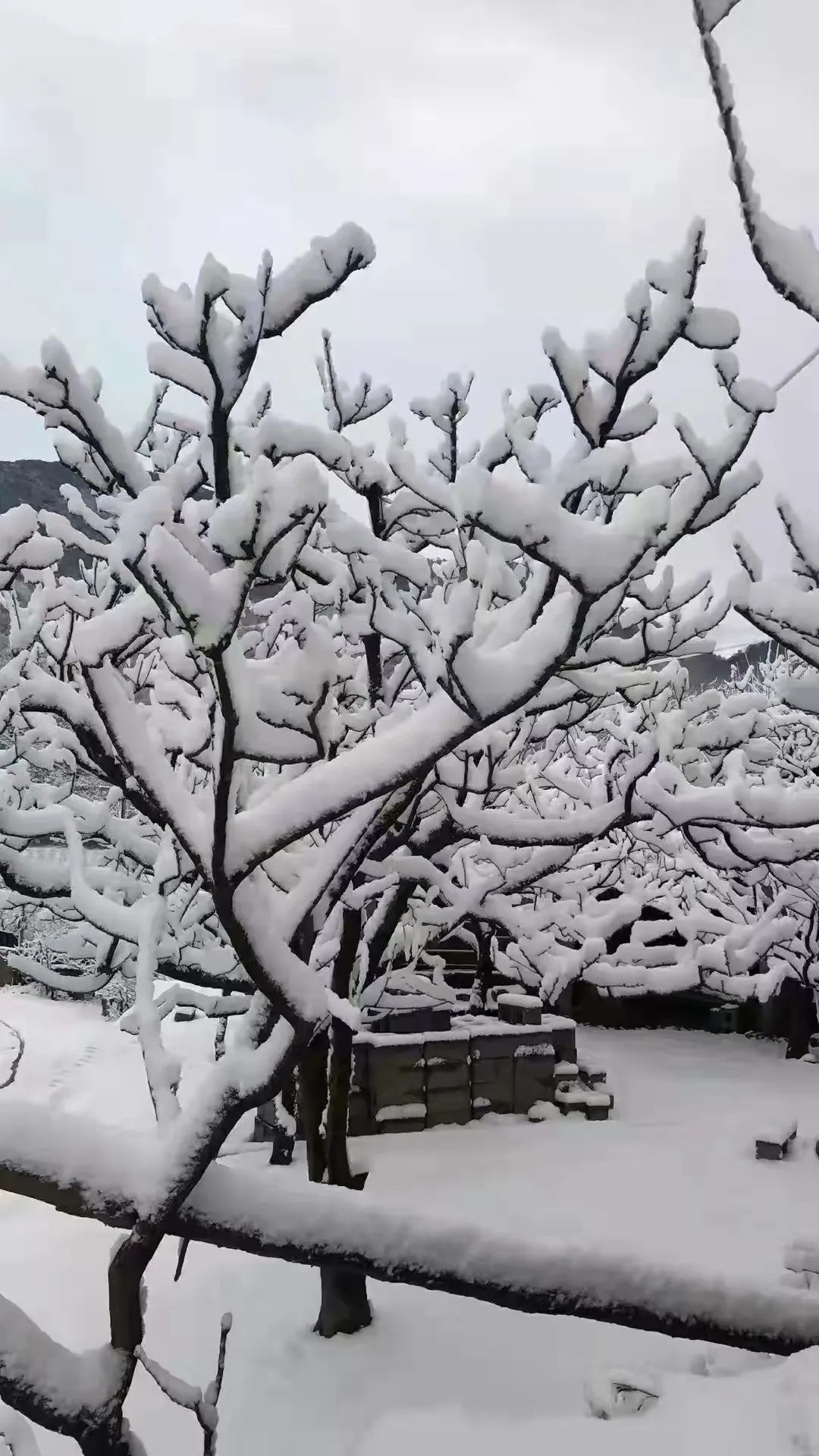 攀枝花也下雪啦遇强降温多地迎2022年首场降雪