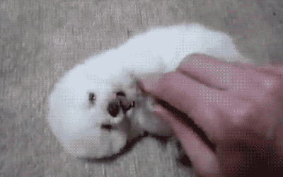 澎湃号></p></a>丁香医生> 图片来源:giphy.