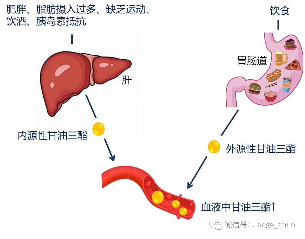 性甘油三酯,饮食中摄入的脂肪,人体根据自身需求,进行分解和吸收利用