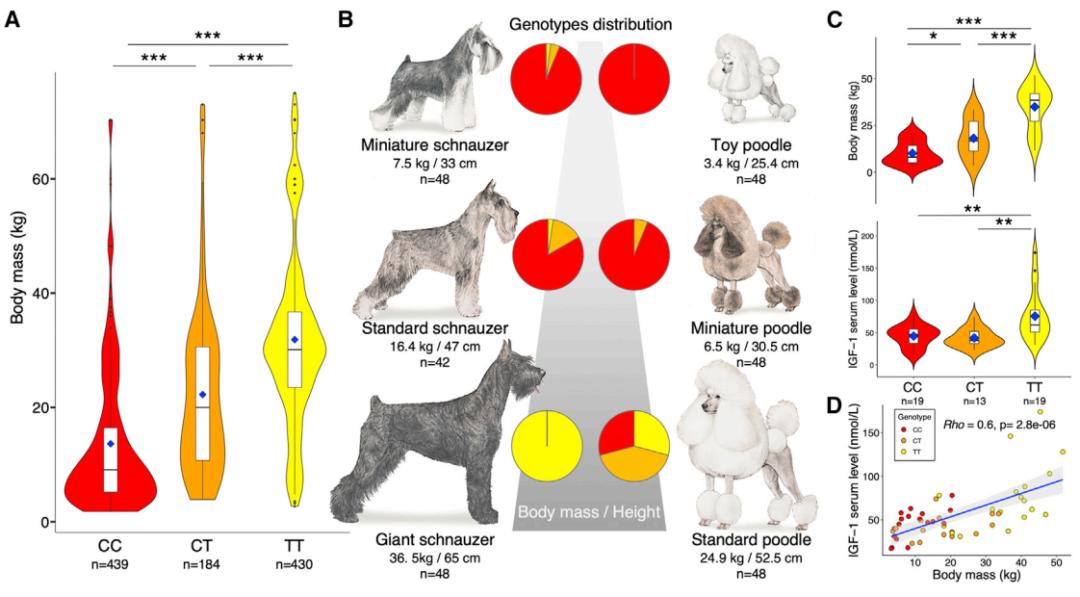 人工选择和自然选择驱动古代和现代犬科动物体型变化