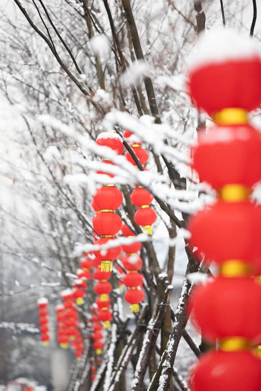 今天是大年初七开工大吉瑞雪迎春寒梅俏吉虎踏霜兆丰年虎年的第一场雪