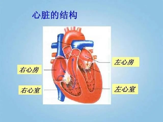 澎湃号>心血管王医生> 心脏有4个腔:左心室,右心室,左心房,右心房.