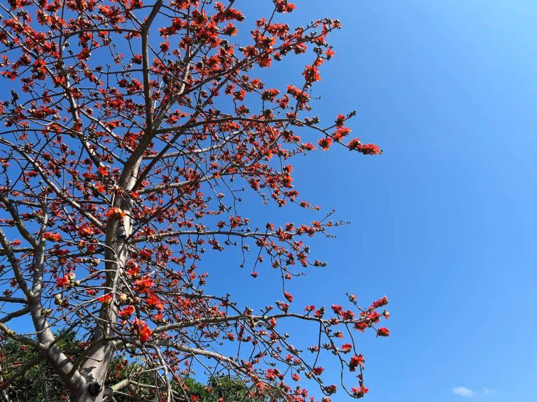 海南昌江乌烈镇6万株木棉迎风盛开美丽风景邀客来