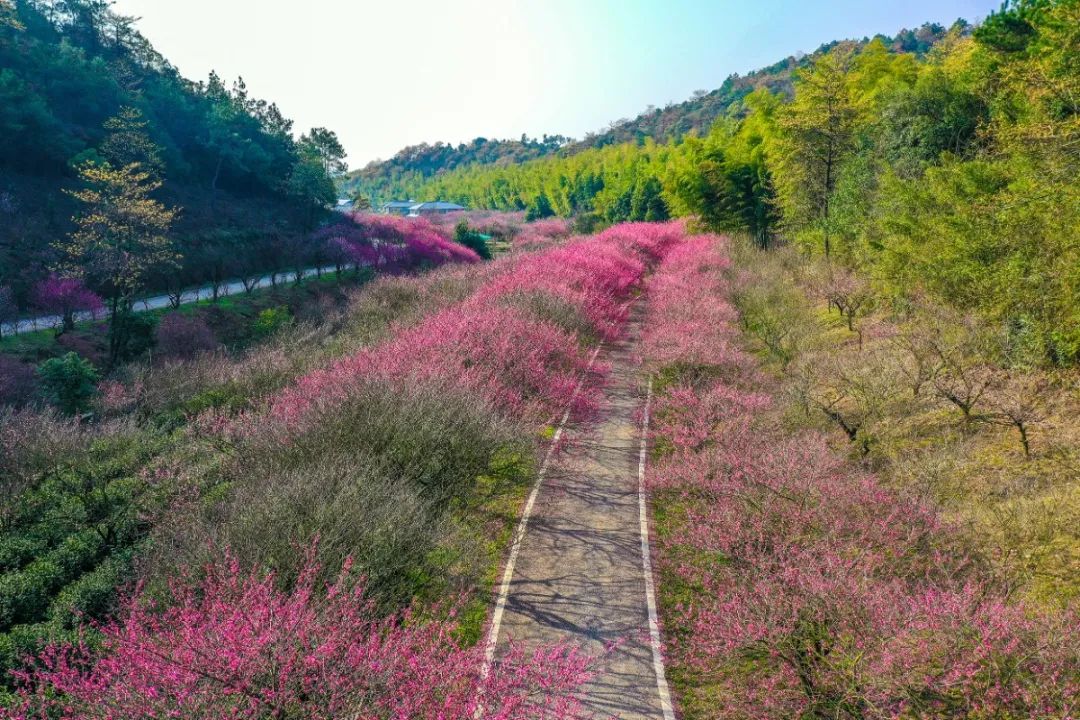 湖州一大波梅花正在盛放赏花地图请收好